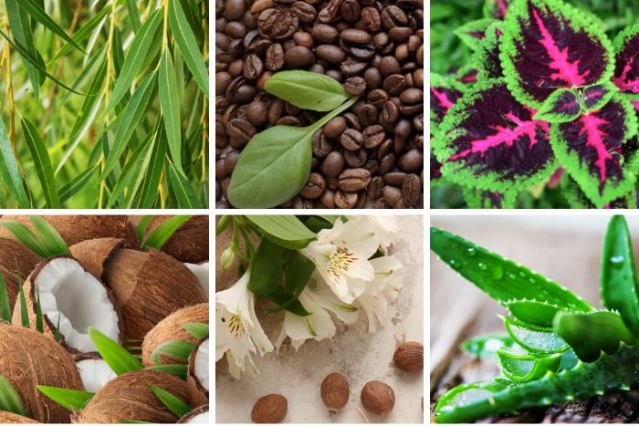 Collage of nature scenes including leaves, coconuts, an aloe vera plant and coffee bean